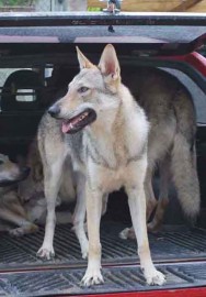 ÁDRAK LA MIRADA DEL LOBO